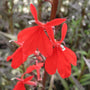 Lobelia fulgens 'Queen Victoria' Pond Plants