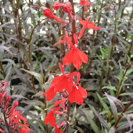 Lobelia fulgens 'Queen Victoria' Pond Plants