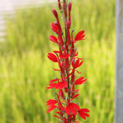 Lobelia fulgens 'Queen Victoria' Pond Plants