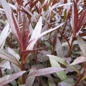 Lobelia fulgens 'Queen Victoria' Pond Plants