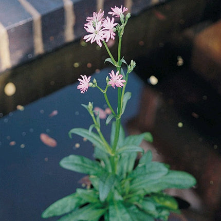 Ragged Robin Pond Plants