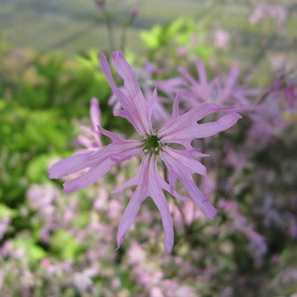 Ragged Robin Pond Plants