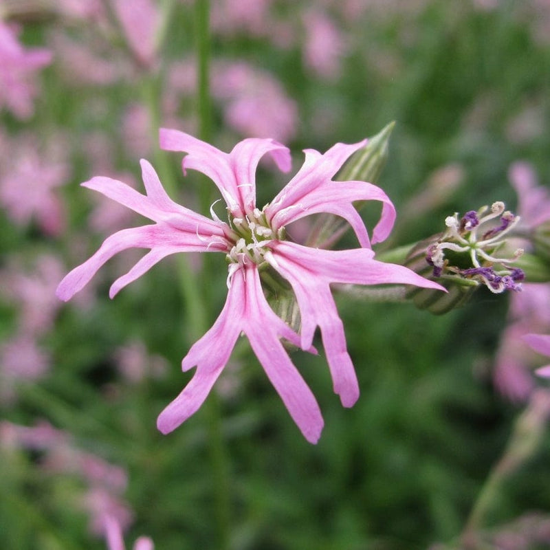 How Make A Ragged Robin Ragged Robin – Roots Plants