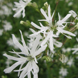 White Robin Pond Plants