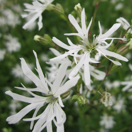 White Robin Pond Plants