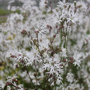 White Robin Pond Plants