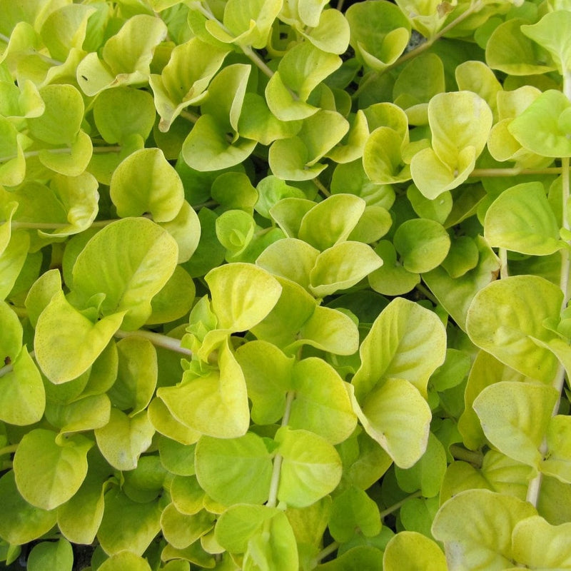 Golden Creeping Jenny | Lysimachia nummularia 'Aurea' Pond Plants