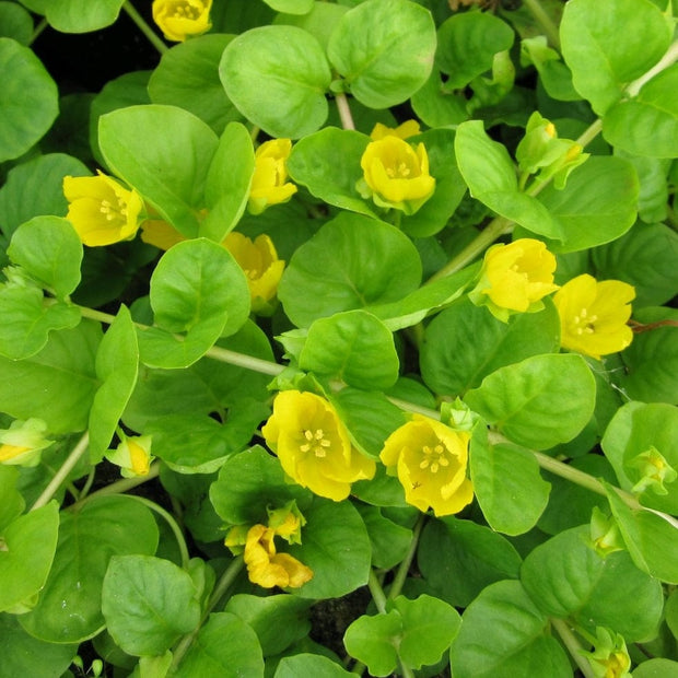 Creeping Jenny | Lysimachia nummularia Pond Plants