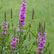 Purple Loosestrife | Lythrum salicaria Pond Plants