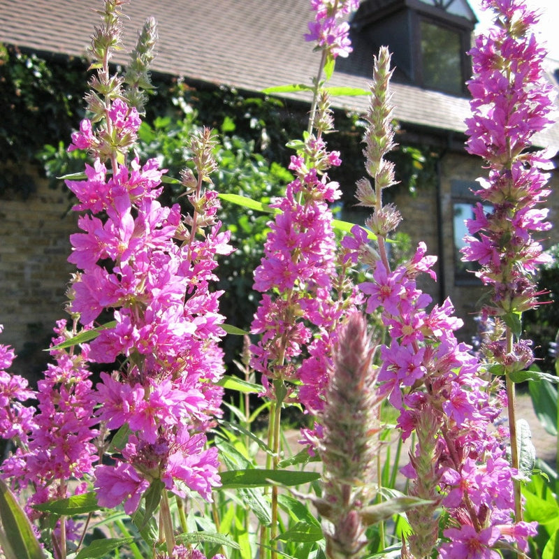 Purple Loosestrife | Lythrum salicaria Pond Plants