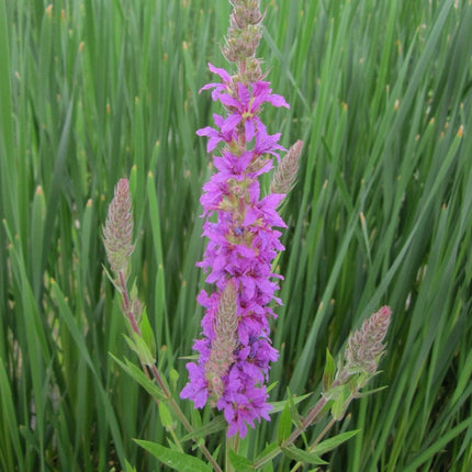 Purple Loosestrife | Lythrum salicaria Pond Plants