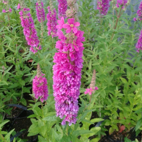 Loosestrife | Lythrum salicaria Robert Pond Plants