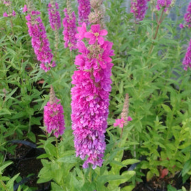 Loosestrife | Lythrum salicaria Robert Pond Plants