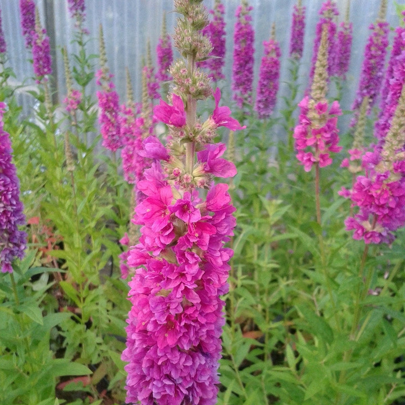 Loosestrife | Lythrum salicaria Robert Pond Plants
