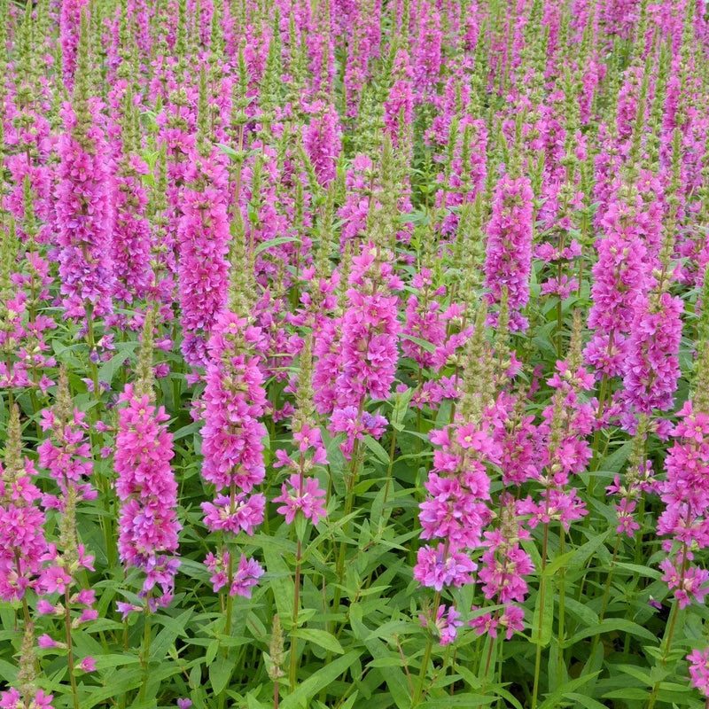 Loosestrife | Lythrum salicaria Robert Pond Plants