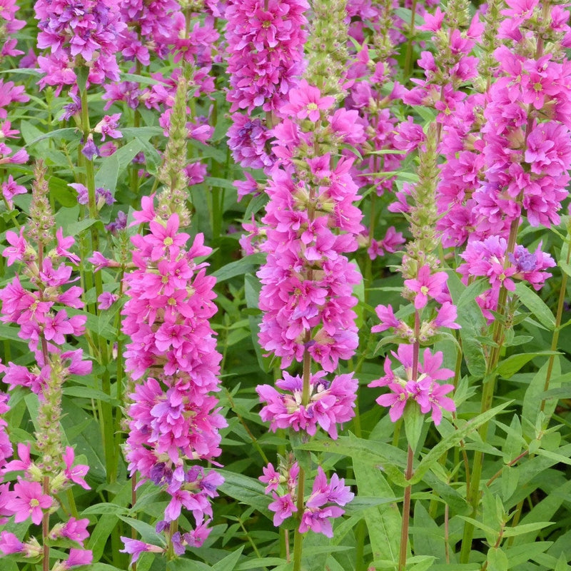 Loosestrife | Lythrum salicaria Robert Pond Plants