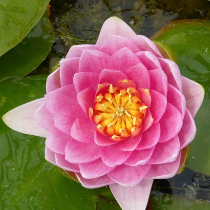 Pink Water Lily | Nymphaea Madame Wilfron Gonnere Pond Plants