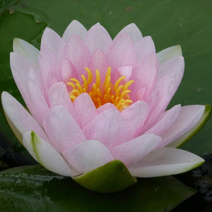 Pink Water Lily | Nymphaea Madame Wilfron Gonnere Pond Plants