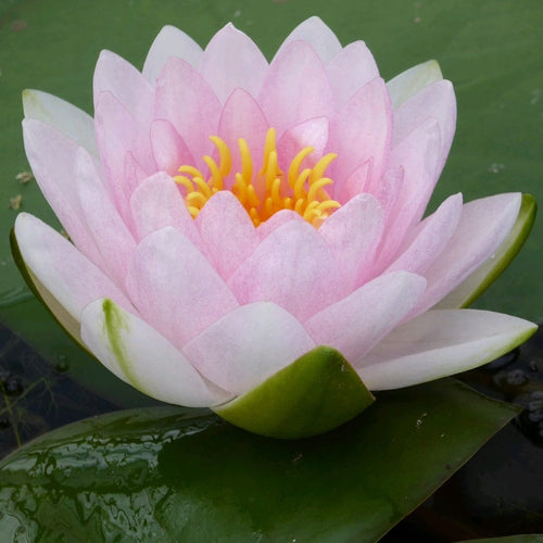 Pink Water Lily | Nymphaea Madame Wilfron Gonnere Pond Plants