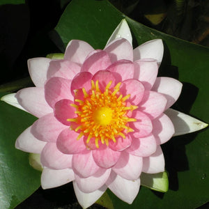 Pink Water Lily | Nymphaea Madame Wilfron Gonnere Pond Plants