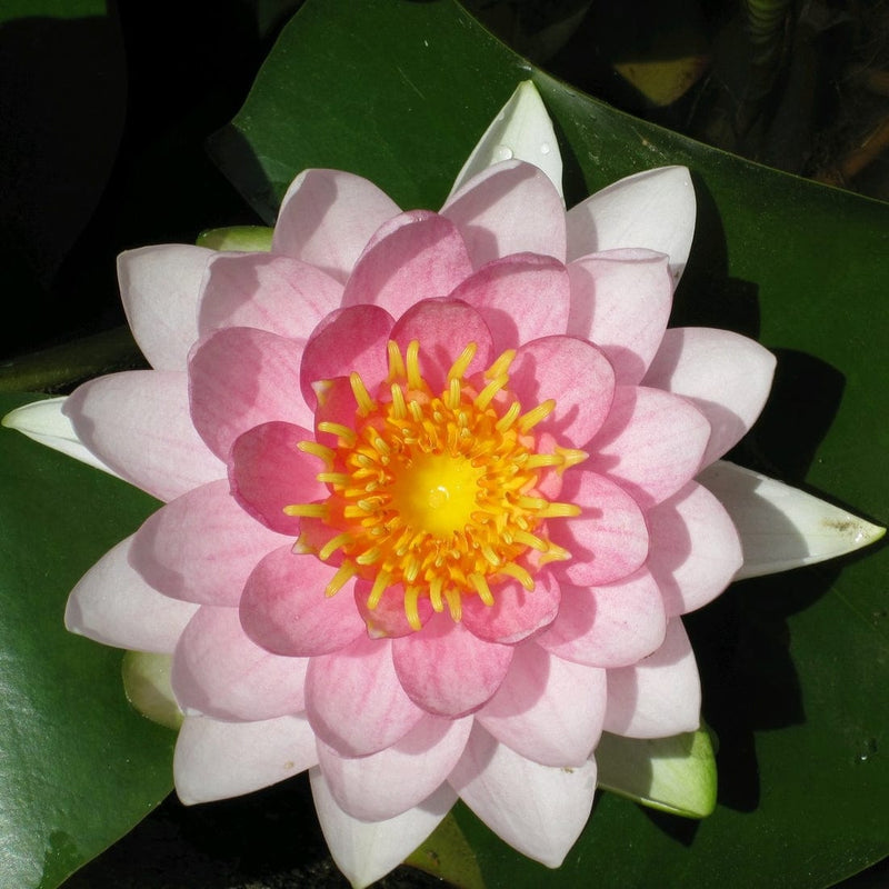 Pink Water Lily | Nymphaea Madame Wilfron Gonnere Pond Plants
