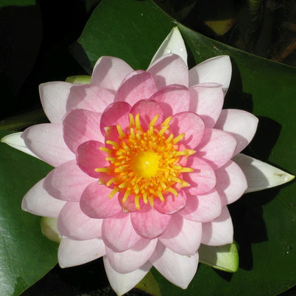 3 Best Water Lily Plants For Any Size Pond | Growers Choice Pond Plants