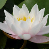 Large Water Lily | Nymphaea Marliacea Carnea Pond Plants