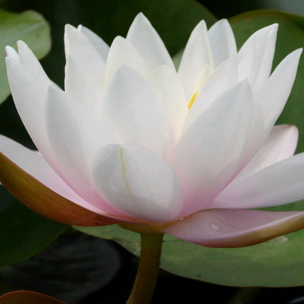 Large Water Lily | Nymphaea Marliacea Carnea Pond Plants