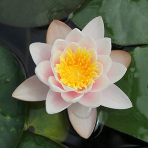 Large Water Lily | Nymphaea Marliacea Carnea Pond Plants