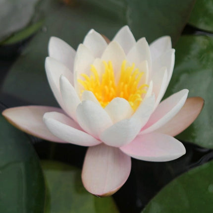 Large Water Lily | Nymphaea Marliacea Carnea Pond Plants