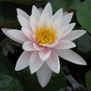 Large Water Lily | Nymphaea Marliacea Carnea Pond Plants