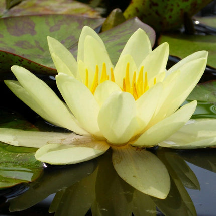 Yellow Water Lily | Nymphaea Marliacea Chromatella Pond Plants