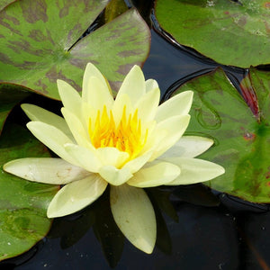 Yellow Water Lily | Nymphaea Marliacea Chromatella Pond Plants