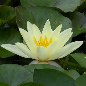 Yellow Water Lily | Nymphaea Marliacea Chromatella Pond Plants