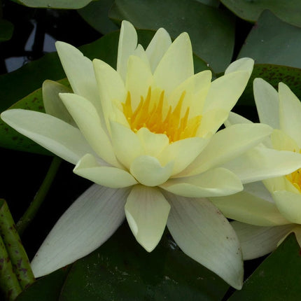 Yellow Water Lily | Nymphaea Marliacea Chromatella Pond Plants