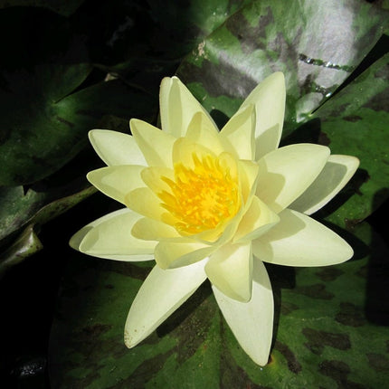 Yellow Water Lily | Nymphaea Marliacea Chromatella Pond Plants