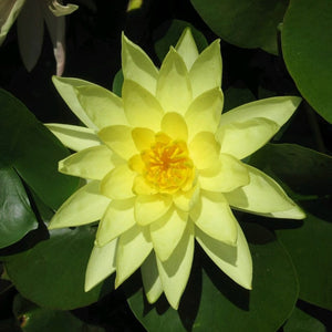 Yellow Water Lily | Nymphaea Marliacea Chromatella Pond Plants