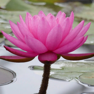 Large Double Petal Water Lily | Nymphaea Mayla Pond Plants