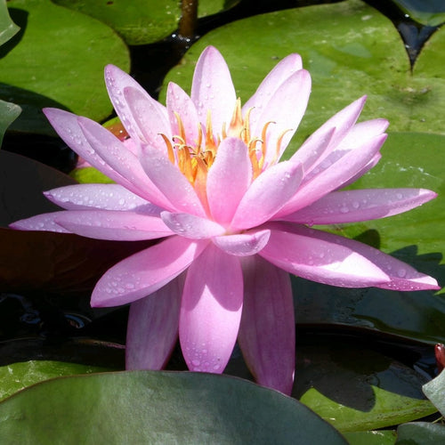 Large Double Petal Water Lily | Nymphaea Mayla Pond Plants