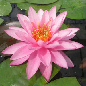 Large Double Petal Water Lily | Nymphaea Mayla Pond Plants