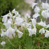 White Chinese Marshflower | Mazus Reptans alba Pond Plants