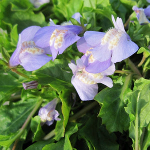 Chinese Marshflower | Mazus Reptans Pond Plants