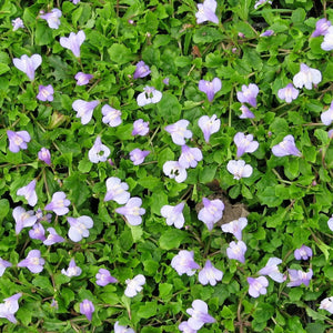 Chinese Marshflower | Mazus Reptans Pond Plants