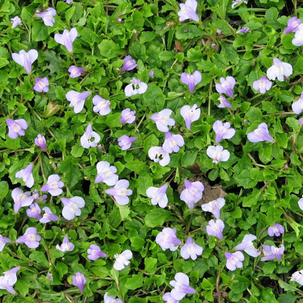 Chinese Marshflower | Mazus Reptans Pond Plants
