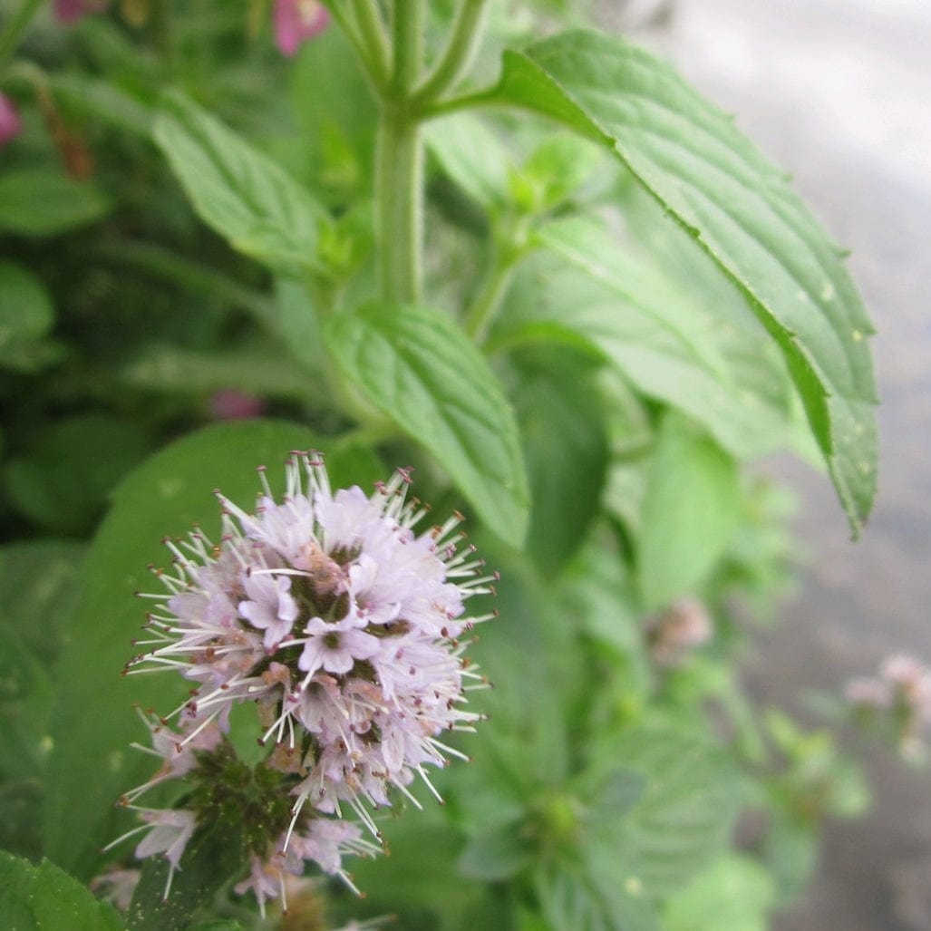 Water Mint | Mentha aquatica