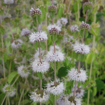 Pennyroyal | Mentha pulegium Pond Plants