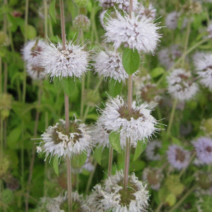 Pennyroyal | Mentha pulegium Pond Plants