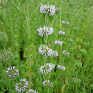 Pennyroyal | Mentha pulegium Pond Plants