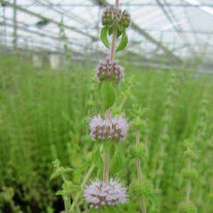 Pennyroyal | Mentha pulegium Pond Plants