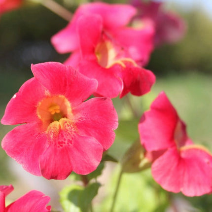 Mimulus cupreus | Red Emperor Pond Plants